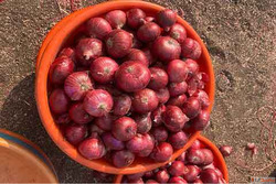 Fresh Red Onion Suppliers in Arunachal Pradesh