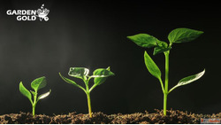 Premium vermicompost organic manure for faster natural plant...