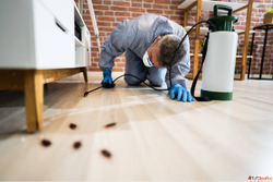 Pest control near me for 1 BHK homes starting at just 599