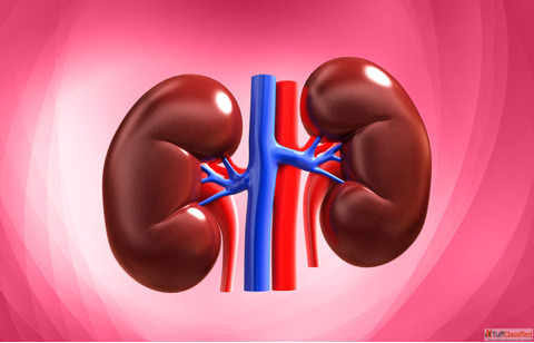 Best Homeopathy Treatment for Kidney Failure Patients