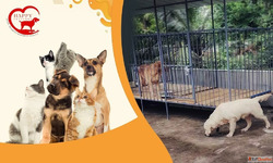 Comfortable Pet Boarding Gurgaon - happypettings