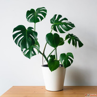 Bathroom Plants for Fresh Stylish Interiors