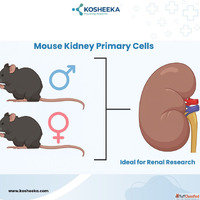 Mouse Kidney Primary Cells- Ideal for Renal Research