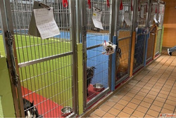 Safe Pet Stay Services in Goa