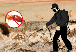 Get Termite Control Near Me - Fast Safe Affordable