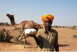 Is camel milk healthier than cow milk
