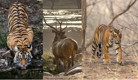 Golden Triangle tour with Ranthambore
