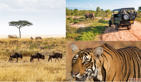8 Days Golden Triangle Tour With Ranthambore Tiger Safari