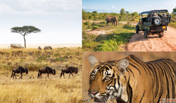8 Days Golden Triangle Tour With Ranthambore Tiger Safari
