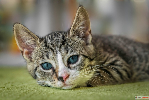 Siamese Cat Price in Delhi