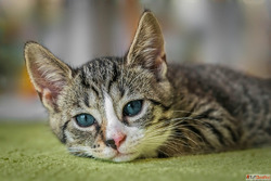 Siamese Cat Price in Delhi