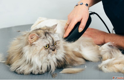 Top Cat Grooming Services in Goa