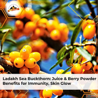 Ladakh Sea Buckthorn Juice Berry Powder Benefits for Immunit...