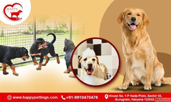 Happy Home Pet Boarding Gurugram-Happypettings