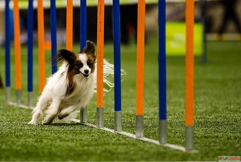 Trusted Pet Training Services in Goa
