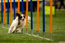 Trusted Pet Training Services in Goa