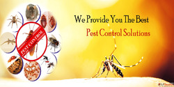 Reliable Pest Control Services in Delhi - Safe Affordable So...