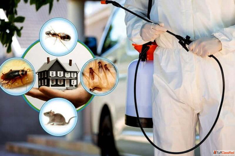 Top Pest Control Service Company in Mumbai - VSG Pest Control