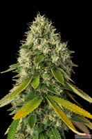 Creative Spark Focus Flower