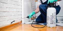 Starting Price Rs.699 - Pest Control In Juhu