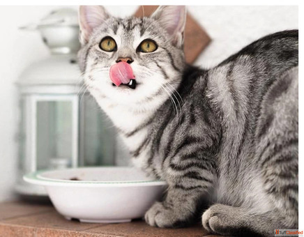 The best cat food recommended by a vet