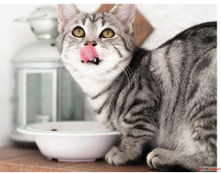 The best cat food recommended by a vet