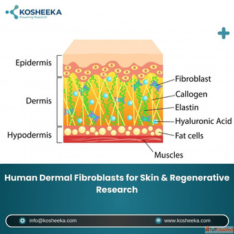 Human Dermal Fibroblasts for Skin Regenerative Research