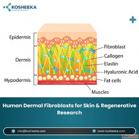 Human Dermal Fibroblasts for Skin Regenerative Research