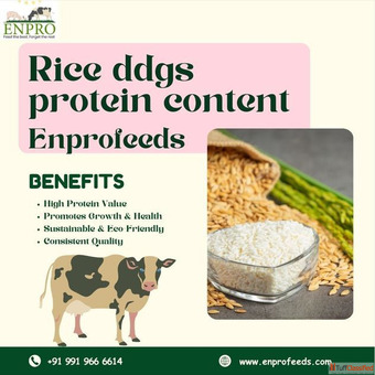 Rice ddgs protein content
