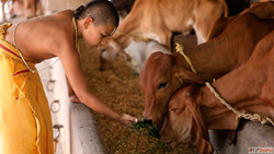 Donate for Cow Service Gau Seva at JIVA Gosala