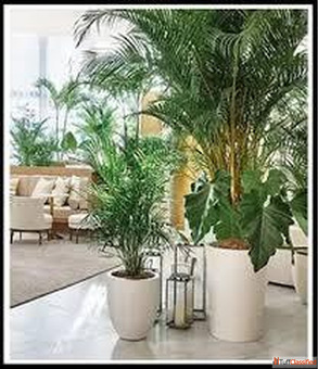 Buy Artificial Tree from No1. Manufacturers in India