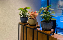 The Beginner's Guide to Home Gardening Transform Your S...