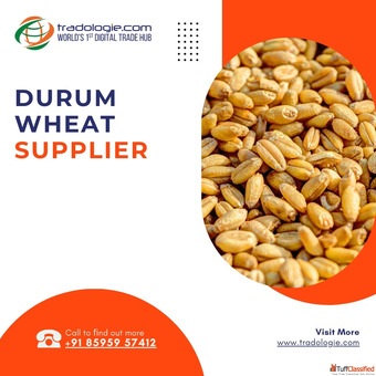 Find Verified Durum Wheat Suppliers for Bulk Procurement