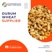 Find Verified Durum Wheat Suppliers for Bulk Procurement