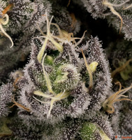 6 top grade strains giveaway