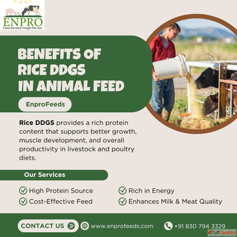 Benefits of rice ddgs in animal feed