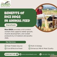 Benefits of rice ddgs in animal feed
