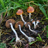 where to buy magic mushrooms online