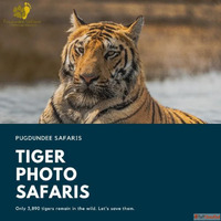 Tiger Photo Safaris Capturing the Majesty of the Wild