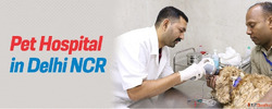 Pet hospital in Delhi NCR