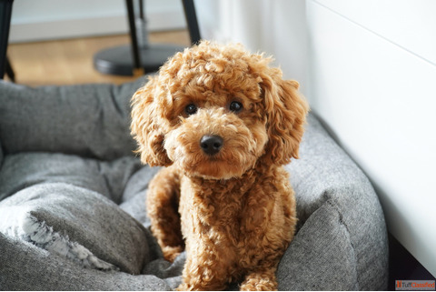 Toy Poodle Puppies for sale...8307797664