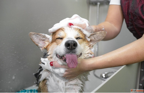 Advanced Hydro Bath Services in Goa for Pets