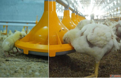 Step-by-Step Guide to Profitable Broiler Poultry Farm Leading Poultry Farm Company