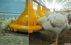 Step-by-Step Guide to Profitable Broiler Poultry Farm Leadin...