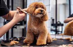 Goa Pet Grooming for Health and Hygiene