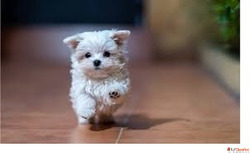 Maltese puppies import line heavy bone..8307797664