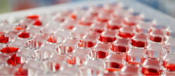 Bacillus Coagulans Capsule Manufacturers