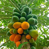 Fresh Papaya Suppliers in Uttar Pradesh