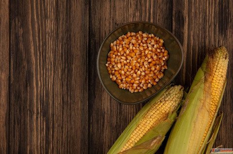 Benefits of corn ddgs