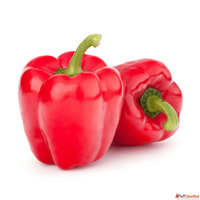 Gardennest NM-Capsicum Red Wonder Seeds